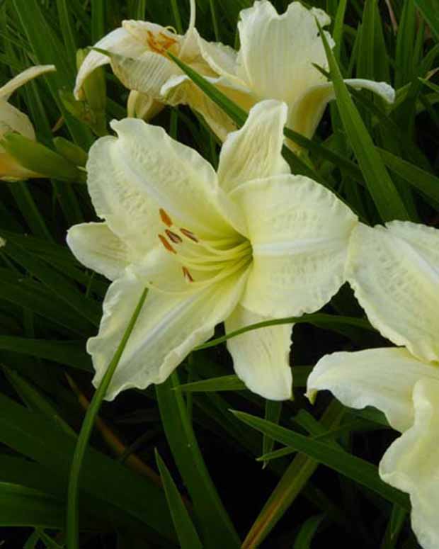 Hémérocalle Joan Senior - Hemerocallis joan senior - Plantes d'extérieur