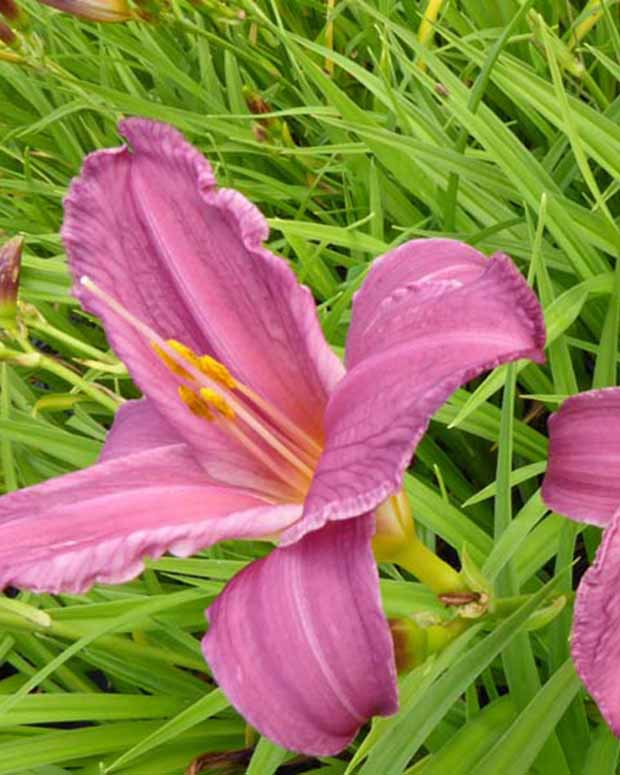 Hémérocalle Summer Wine - Hemerocallis summer wine - Plantes d'extérieur