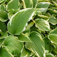 Hosta Antioch - Hosta antioch - Plantes d'extérieur