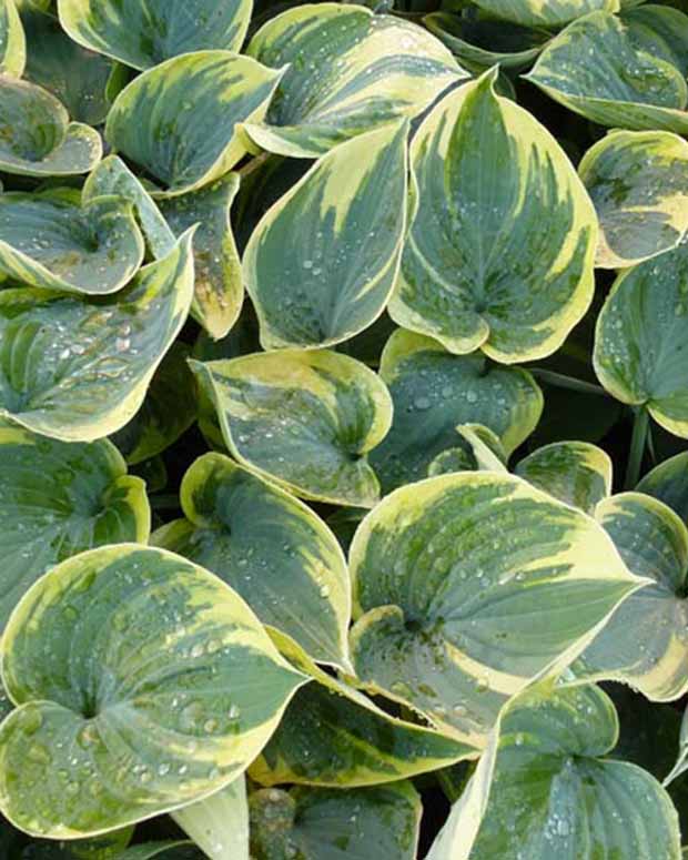 Hosta Aristocrat - Hosta aristocrat - Plantes d'extérieur