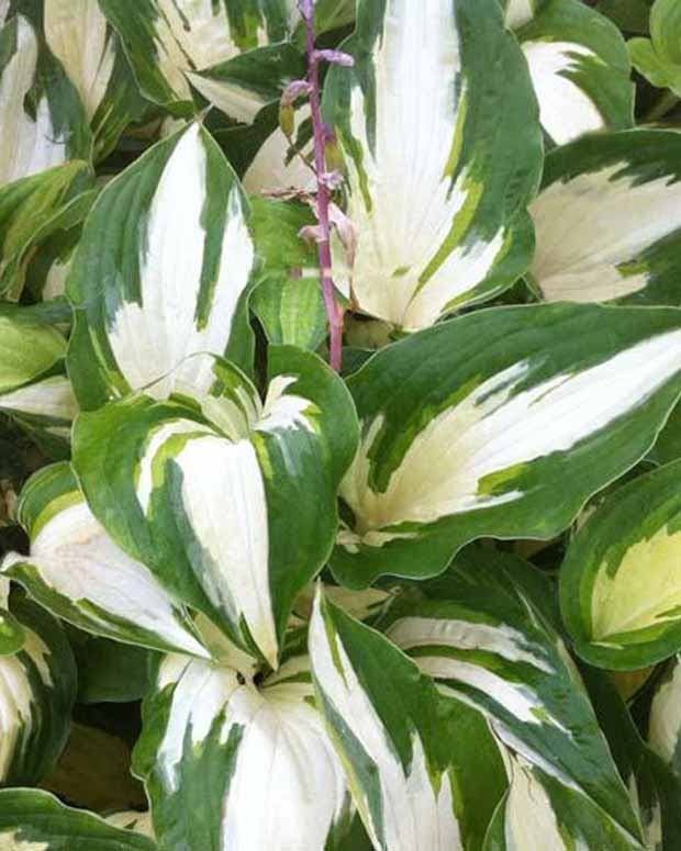 Hosta Christmas Candy - Hosta hybride christmas candy - Plantes vivaces