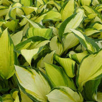 Hosta Color Festival - Hosta hybride color festival - Plantes d'extérieur