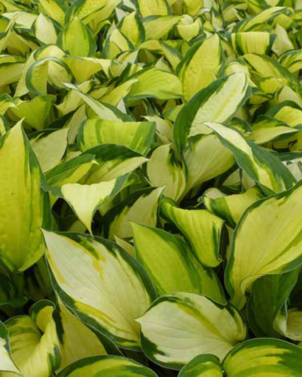 Hosta Color Festival - Hosta hybride color festival - Plantes d'extérieur