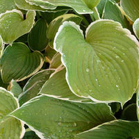 Hosta Frosted Jade - Hosta frosted jade - Plantes d'extérieur