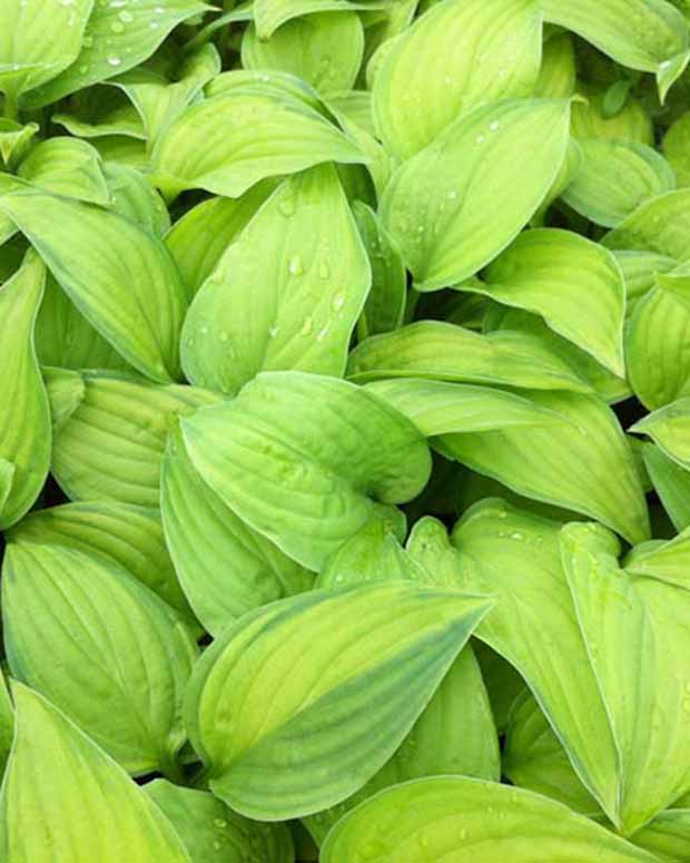 Hosta Guacamole - Hosta guacamole - Plantes d'extérieur