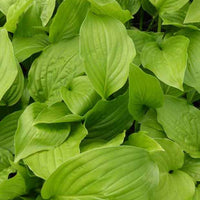 Hosta Hadspen White - Hosta hadspen white - Plantes d'extérieur