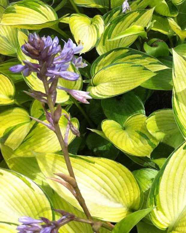 Hosta June Fever - Hosta june fever - Plantes vivaces