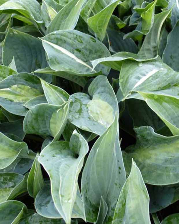 Hosta Kiwi Full Monty - Hosta kiwi full monty - Plantes vivaces