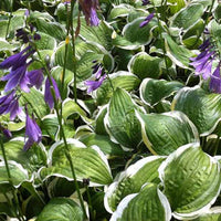 Hosta Koriyama - Hosta koriyama - Plantes d'extérieur