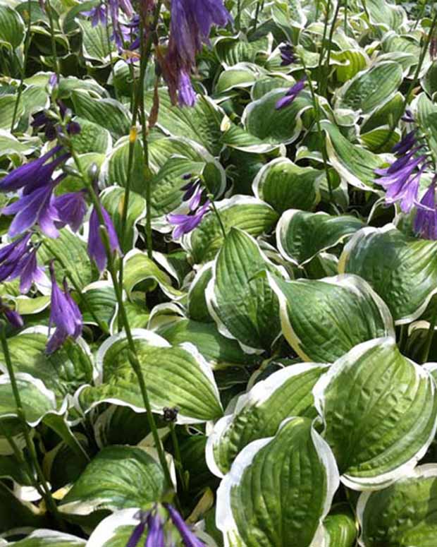 Hosta Koriyama - Hosta koriyama - Plantes d'extérieur