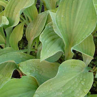 Hosta Krossa Regal - Hosta krossa regal - Plantes d'extérieur