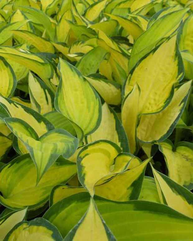 Hosta Orange Marmelade - Hosta hybride orange marmelade - Plantes vivaces