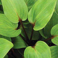 Hosta Purple Heart - Hosta purple heart - Plantes d'extérieur