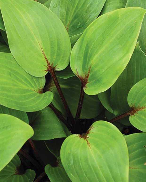 Hosta Purple Heart - Hosta purple heart - Plantes d'extérieur