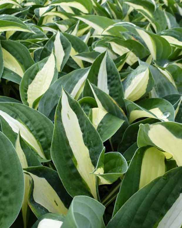 Hosta Risky Business - Hosta risky business - Plantes d'extérieur