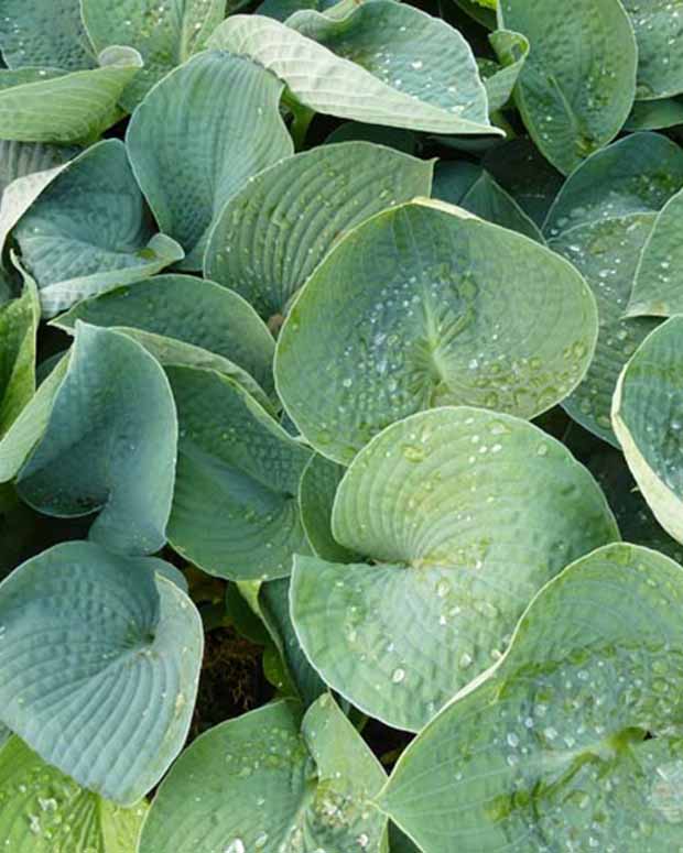 Hosta Ryans Big One - Hosta ryans big one - Plantes d'extérieur