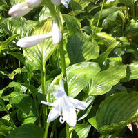 Hosta Royal Standard - Hosta hybride royal standard - Plantes d'extérieur