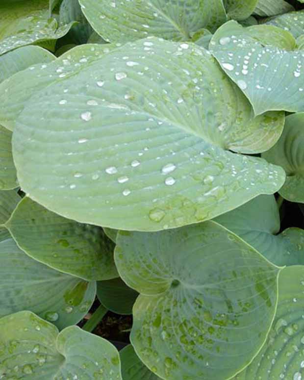 Hosta True Blue - Hosta true blue - Plantes vivaces