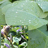 Hosta true blue