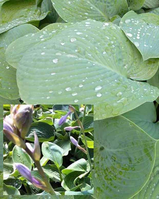 Hosta true blue