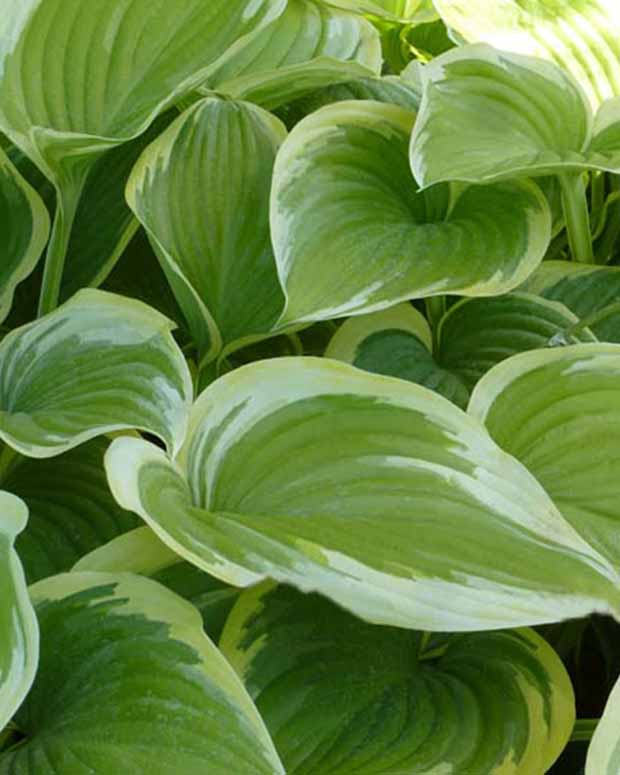 Hosta Victory - Hosta victory - Plantes vivaces