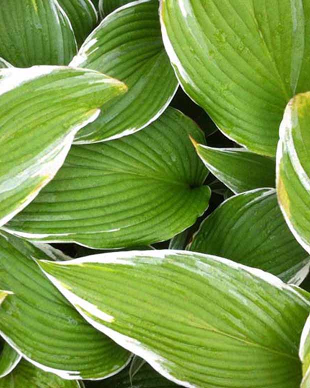 Hosta White On - Hosta white on! - Plantes d'extérieur