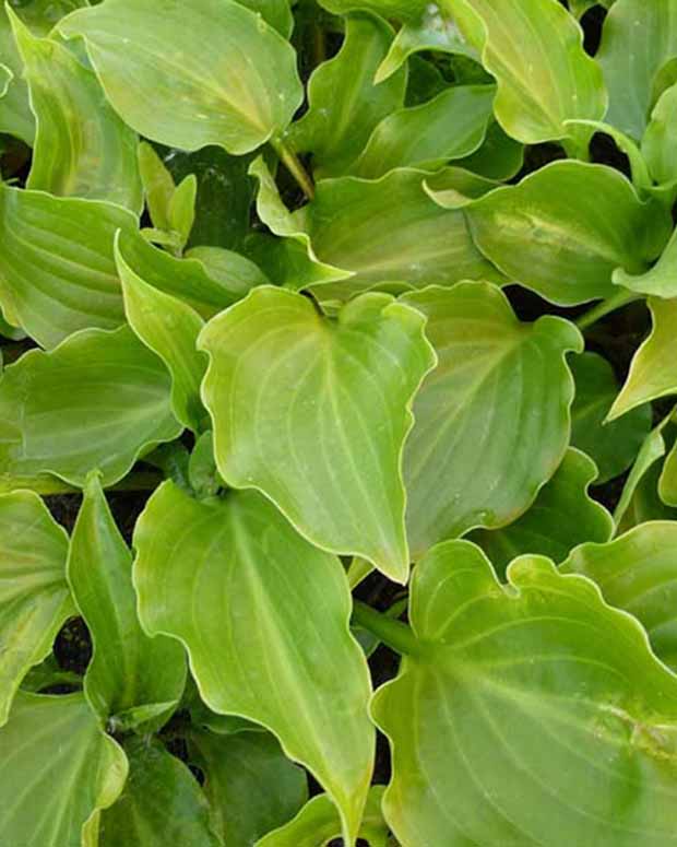 Hosta Invincible - Hosta invincible - Plantes vivaces