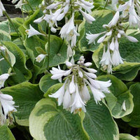 Hosta Northern Exposure Funkia - Hosta northern exposure - Plantes d'extérieur