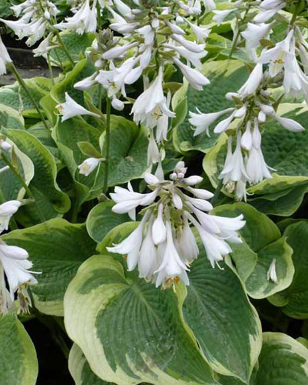 Hosta Northern Exposure Funkia - Hosta northern exposure - Plantes d'extérieur