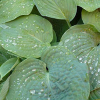 Hosta de Siebold - Hosta sieboldiana - Plantes d'extérieur