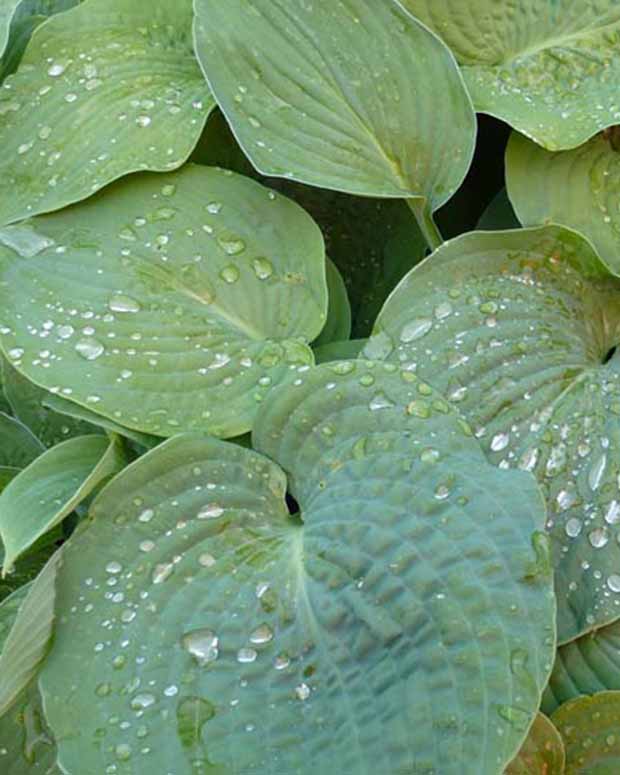 Hosta de Siebold - Hosta sieboldiana - Plantes d'extérieur