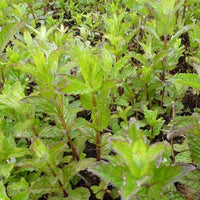 Menthe verte frisée - Mentha spicata crispa - Plantes d'extérieur