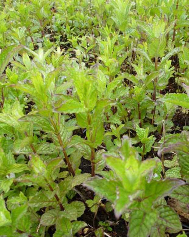 Menthe verte frisée - Mentha spicata crispa - Plantes vivaces