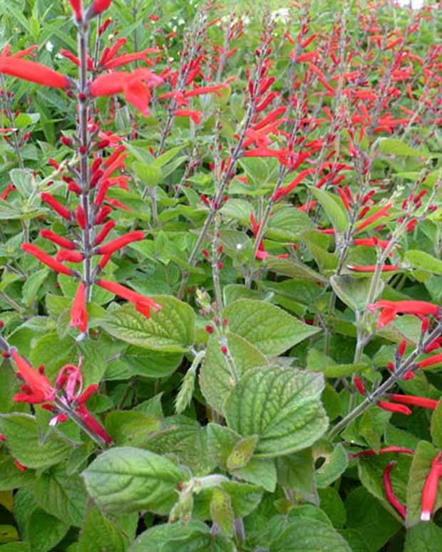 Sauge-ananas Scarlet Pineapple - Salvia elegans scarlet pineapple - Plantes vivaces