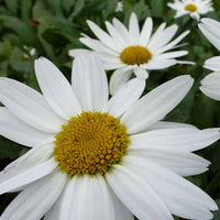 Marguerite d'été Gruppenstolz - Leucanthemum x superbum gruppenstolz - Plantes d'extérieur