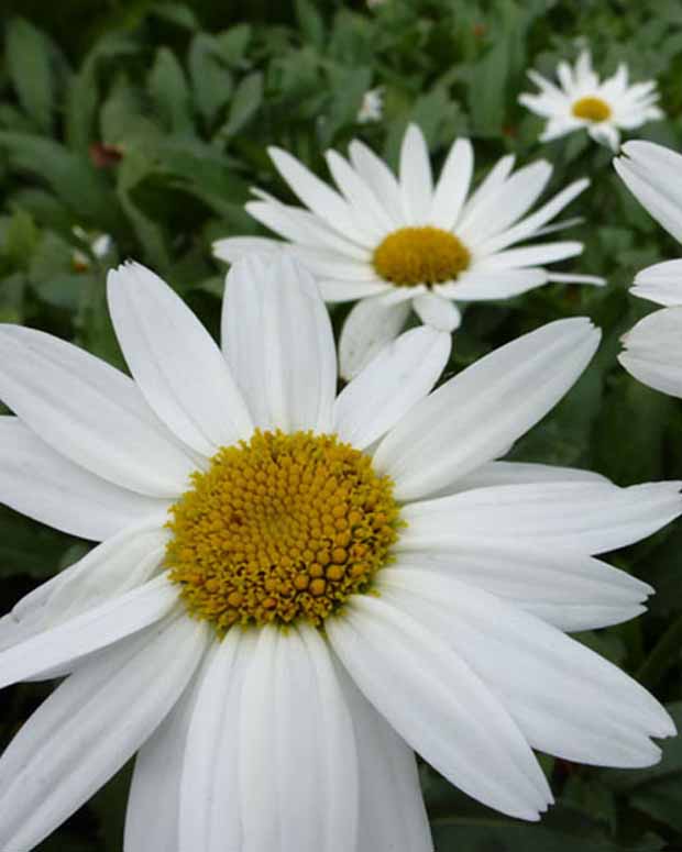 Marguerite d'été Gruppenstolz - Leucanthemum x superbum gruppenstolz - Plantes d'extérieur