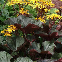 Ligulaire à feuilles dentées Britt Marie Crawford - Ligularia dentata britt-marie crawford - Plantes d'extérieur