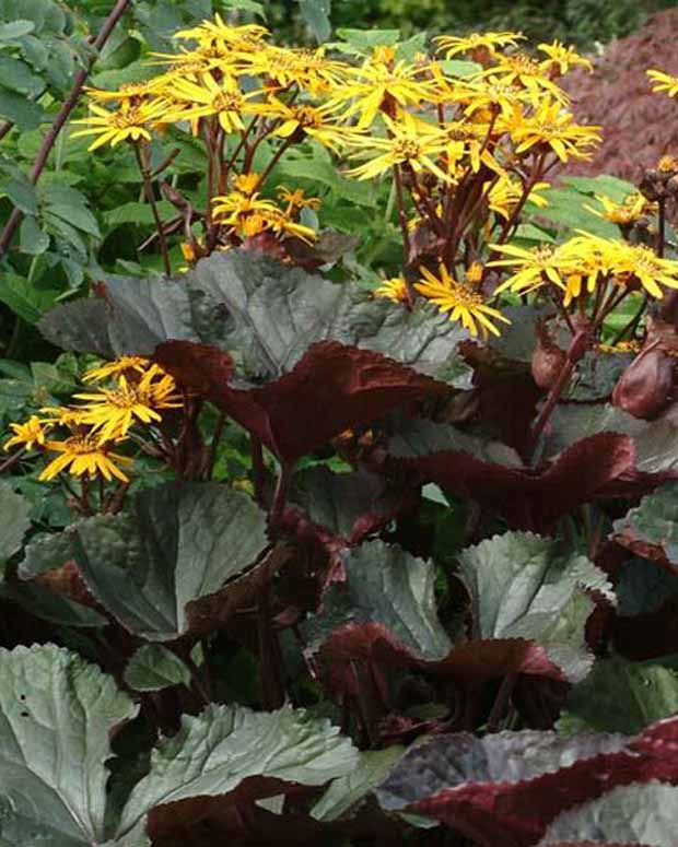 Ligulaire à feuilles dentées Britt Marie Crawford - Ligularia dentata britt-marie crawford - Plantes vivaces