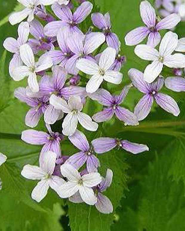 Lunaire vivace - Lunaria rediviva - Plantes d'extérieur