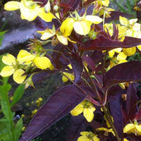 Lysimaque ciliée Firecracker - Lysimachia ciliata firecracker - Plantes d'extérieur