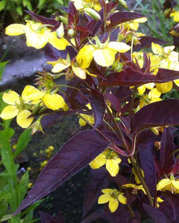 Lysimaque ciliée Firecracker - Lysimachia ciliata firecracker - Plantes vivaces