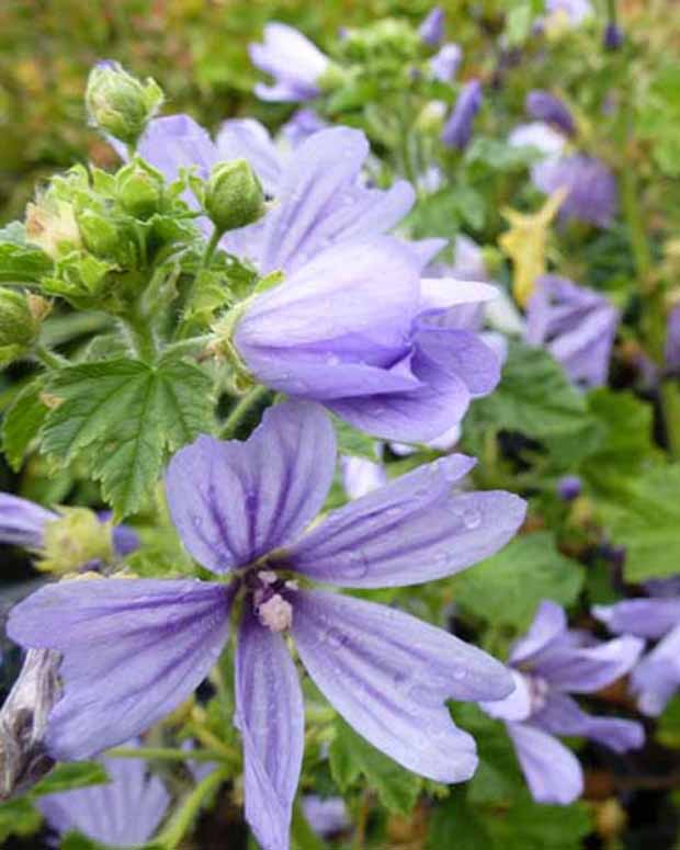 Mauve d'Alger - Malva sylvestris primley blue - Plantes vivaces