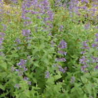 Nepeta à grandes fleurs Dawn To Dusk - Nepeta grandiflora dawn to dusk - Plantes d'extérieur