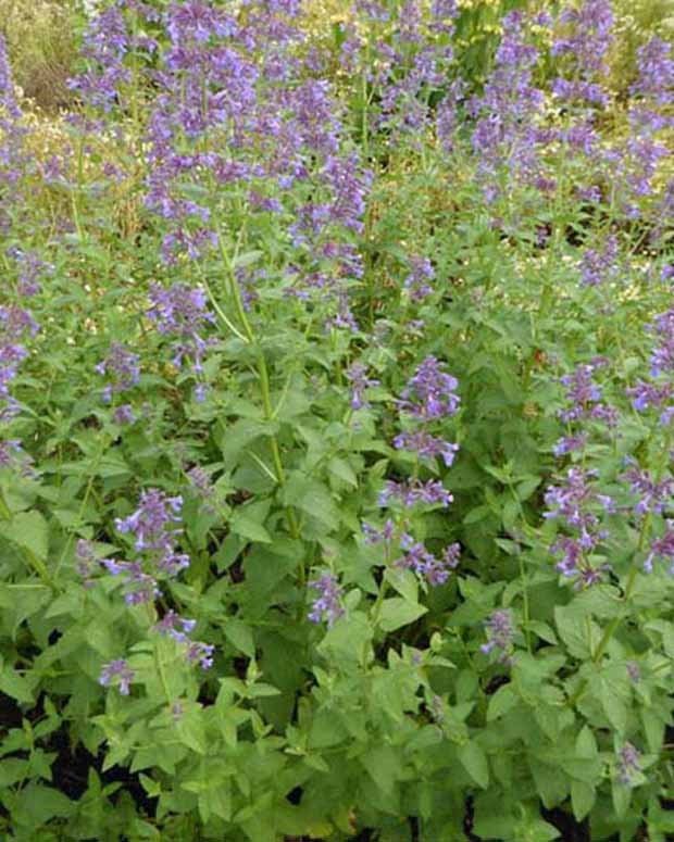 Nepeta à grandes fleurs Dawn To Dusk - Nepeta grandiflora dawn to dusk - Plantes d'extérieur