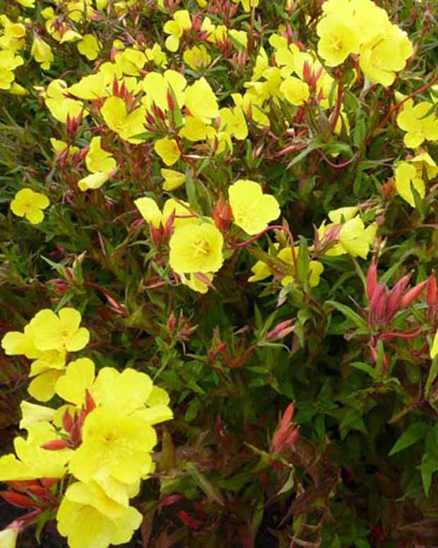 Oenothère Erica Robin - Onagre - Oenothera fruticosa erica robin - Plantes d'extérieur