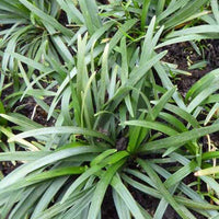 Ophiopogon japonicus Minor - Ophiopogon japonicus minor - Plantes d'extérieur