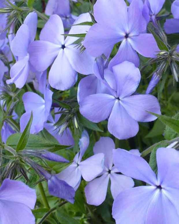 Phlox divariqué Blue Moon - Phlox blue moon - Plantes d'extérieur