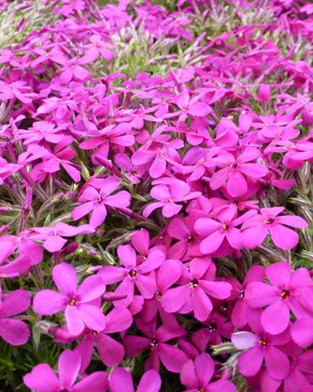 3 Phlox nain de Douglas Crackerjack - Phlox crackerjack - Plantes d'extérieur