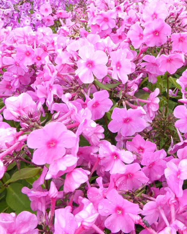 Phlox paniculé Pink Eye Flame - Phlox bartwelve pink flame - Plantes vivaces