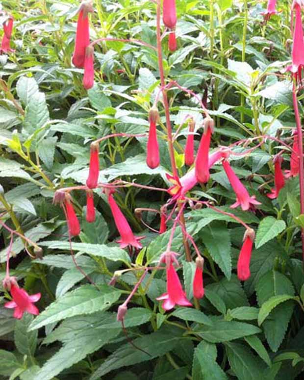 Fuschia du Cap African Queen - Phygelius rectus african queen - Plantes d'extérieur